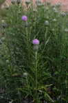 Carolina thistle